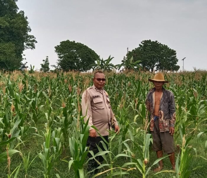 Dukung Swasembada Pangan, Bhabinkamtibmas Polsek Bungursari Monitoring Lahan Jagung dan Edukasi Petani