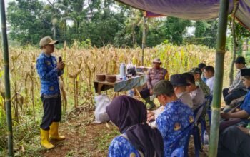 Panen Raya Jagung di Darangdan, Polres Purwakarta Dorong Ketahanan Pangan dan Semangat Petani Lokal
