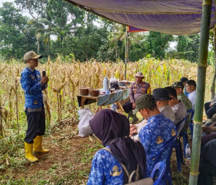 Panen Raya Jagung di Darangdan, Polres Purwakarta Dorong Ketahanan Pangan dan Semangat Petani Lokal