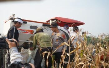 Bupati dan Kapolres Purwakarta Panen Raya Jagung di Campaka, Dorong Swasembada Pangan dengan Teknologi Pertanian Modern