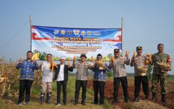 Panen Raya Jagung di Campaka, Polres Purwakarta Perkuat Dukungan Swasembada Pangan Nasional