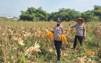 Panen Raya Jagung Hibrida di Bungursari, Bukti Nyata Sinergi POLRI dan Petani Perkuat Ketahanan Pangan