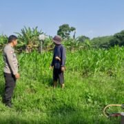 Bahas Kebutuhan Perawatan dan Jadwal Pemupukan, Bhabinkamtibmas Polsek Cibatu Dampingi Petani Jagung Hibrida