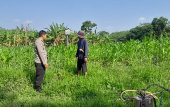 Bahas Kebutuhan Perawatan dan Jadwal Pemupukan, Bhabinkamtibmas Polsek Cibatu Dampingi Petani Jagung Hibrida