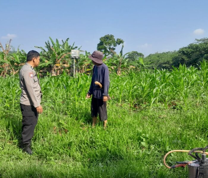 Bahas Kebutuhan Perawatan dan Jadwal Pemupukan, Bhabinkamtibmas Polsek Cibatu Dampingi Petani Jagung Hibrida