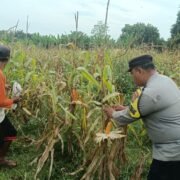 Pastikan Target Produksi Tercapai, Bhabinkamtibmas Polsek Bungursari Pantau Panen Jagung Hibrida di Desa Cikopo