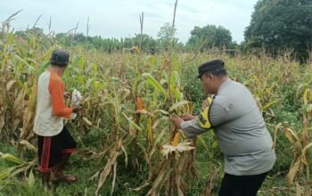 Pastikan Target Produksi Tercapai, Bhabinkamtibmas Polsek Bungursari Pantau Panen Jagung Hibrida di Desa Cikopo