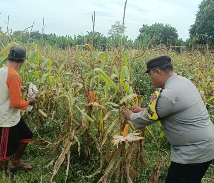 Pastikan Target Produksi Tercapai, Bhabinkamtibmas Polsek Bungursari Pantau Panen Jagung Hibrida di Desa Cikopo