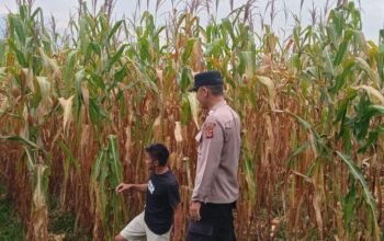 Deteksi Dini Hama dan Evaluasi Pemupukan, Anggota Polsek Kiarapedes Pantau Jagung Hibrida Milik Warga