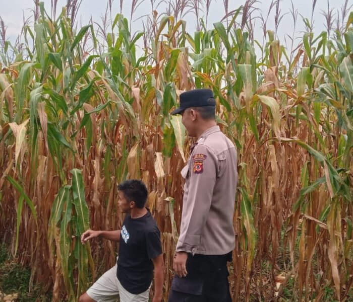 Deteksi Dini Hama dan Evaluasi Pemupukan, Anggota Polsek Kiarapedes Pantau Jagung Hibrida Milik Warga