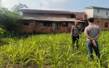 Cek Pertumbuhan dan Antisipasi Hama, Bhabinkamtibmas Polsek Plered Dampingi Petani Jagung Hibrida