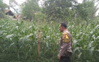 Dukung Ketahanan Pangan, Bhabinkamtibmas Polsek Bojong Pantau Perkembangan Jagung Hibrida di Desa Kertasari