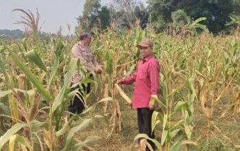 Bhabinkamtibmas Dampingi Petani, Edukasi Perawatan Jagung Hibrida Untuk Tingkatkan Hasil Panen