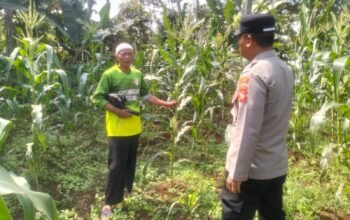 Dari Lahan Jagung Untuk Negeri: Bhabinkamtibmas Polsek Bojong Dengarkan Cerita Petani Merawat Jagung Hibrida