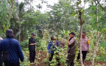 Turun Langsung ke Lahan, Kapolsek Darangdan Pantau Pertumbuhan Jagung Hibrida Dukung Swasembada Pangan