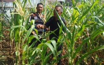 Pekarangan Sempit, Manfaat Besar: Polsek Pasawahan Dorong Ketahanan Pangan dari Rumah Warga
