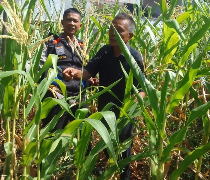 Pekarangan Sempit, Manfaat Besar: Polsek Pasawahan Dorong Ketahanan Pangan dari Rumah Warga