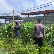 Cegah Hama Sejak Dini, Polsek Kiarapedes Dampingi Petani Optimalkan Produksi Jagung Hibrida
