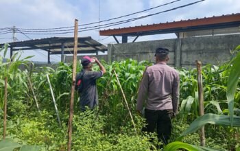 Cegah Hama Sejak Dini, Polsek Kiarapedes Dampingi Petani Optimalkan Produksi Jagung Hibrida