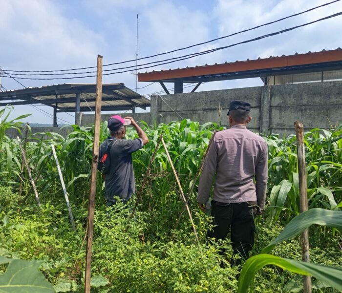 Cegah Hama Sejak Dini, Polsek Kiarapedes Dampingi Petani Optimalkan Produksi Jagung Hibrida