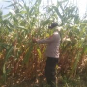 Cek Perkembangan Jagung Hibrida, Bhabinkamtibmas Polsek Sukatani Turun Langsung Dampingi Petani