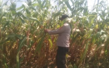 Cek Perkembangan Jagung Hibrida, Bhabinkamtibmas Polsek Sukatani Turun Langsung Dampingi Petani