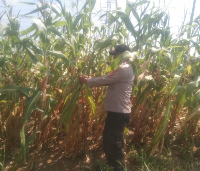 Cek Perkembangan Jagung Hibrida, Bhabinkamtibmas Polsek Sukatani Turun Langsung Dampingi Petani