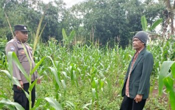 Dari Pekarangan Jadi Sumber Penghasilan, Bhabinkamtibmas Polsek Plered Dampingi Warga Kembangkan Jagung Skala Kecil