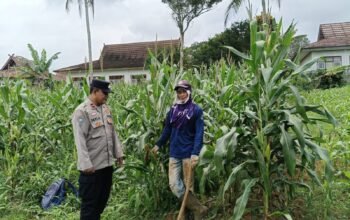 Pastikan Jagung Tumbuh Optimal, Bhabinkamtibmas Polsek Bojong Dampingi Petani Wujudkan Swasembada Pangan