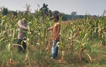 Bhabinkamtibmas Polsek Bungursari Turun ke Lahan Jagung, Perkuat Sinergi Dengan Petani Demi Ketahanan Pangan