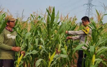 Dari Lahan Jagung Ke Ketahanan Pangan, Bhabinkamtibmas Desa Cikumpay Dampingi Petani Wujudkan Kemandirian Pangan