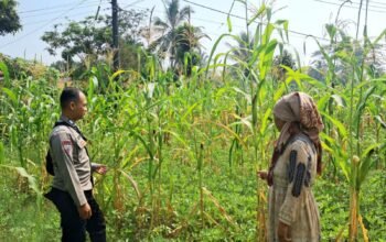 Polri Hadir di Lahan Pertanian, Polsek Plered Dampingi Petani Jagung Wujudkan Ketahanan Pangan