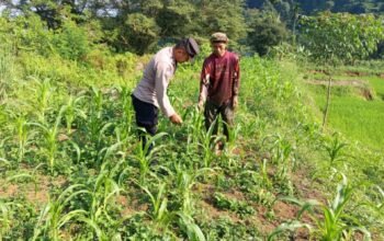 Menanam Hari Ini, Menjaga Pangan Esok: Bhabinkamtibmas Kiarapedes Dorong Pemanfaatan Lahan untuk Jagung Hibrida