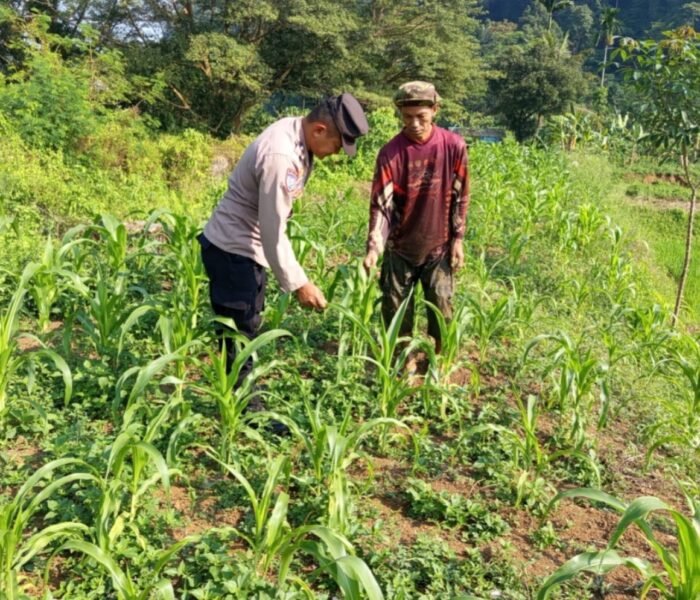 Menanam Hari Ini, Menjaga Pangan Esok: Bhabinkamtibmas Kiarapedes Dorong Pemanfaatan Lahan untuk Jagung Hibrida