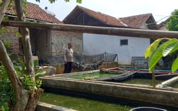 Dari Pekarangan ke Ketahanan Pangan: Bhabinkamtibmas Jatiluhur Dampingi Budidaya Lele, Dorong Warga Raih Penghasilan Tambahan