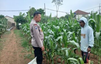 Sambangi Petani Jagung, Bhabinkamtibmas Polsek Bojong Dorong Ketahanan Pangan dan Swasembada Nasional