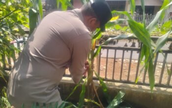 Manfaatkan Pekarangan Rumah, Bhabinkamtibmas Polsek Bojong Dorong Warga Tanam Jagung Hibrida
