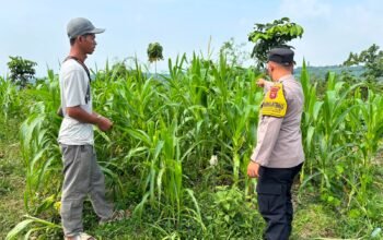 Bersama Petani Pantau Jagung, Bhabinkamtibmas Polsek Kiarapedes Antisipasi Hama Demi Dukung Ketahanan Pangan