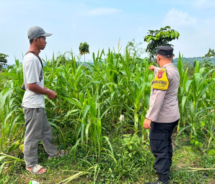 Bersama Petani Pantau Jagung, Bhabinkamtibmas Polsek Kiarapedes Antisipasi Hama Demi Dukung Ketahanan Pangan
