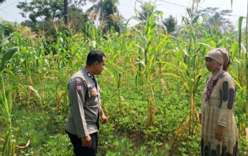 Dari Jagung hingga Kacang Tanah, POLRI Dorong Petani Plered Kembangkan Pertanian Produktif