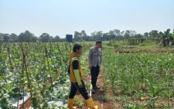 Perkuat Ketahanan Pangan, Bhabinkamtibmas Polsek Sukatani Jalin Sinergi Dengan Petani Jagung