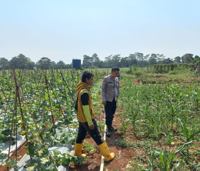 Perkuat Ketahanan Pangan, Bhabinkamtibmas Polsek Sukatani Jalin Sinergi Dengan Petani Jagung