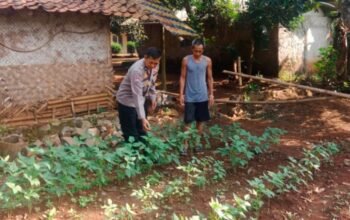 Dukung Ketahanan Pangan, Bhabinkamtibmas Polres Purwakarta Turun ke Kebun Cabai Dampingi Petani
