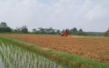 Polisi Turun ke Ladang, Polres Purwakarta Dampingi Petani Jagung Wujudkan Swasembada Pangan