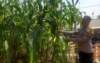 Pantau Pertumbuhan Jagung, Bhabinkamtibmas Polsek Cibatu Dukung Ketahanan Pangan dan Swasembada Nasional