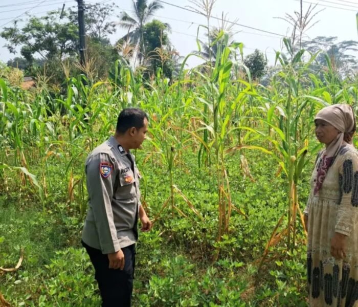 Dari Jagung hingga Kacang Tanah, POLRI Dorong Petani Plered Kembangkan Pertanian Produktif