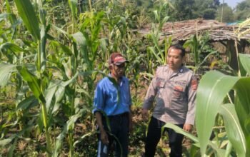 Jumat Curhat Bersama Petani, Polsek Plered Dukung Swasembada Pangan Lewat Pendampingan Jagung Hibrida