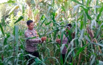Bhabinkamtibmas Polsek Campaka Dampingi Petani Jagung, Dukung Program Ketahanan Pangan Nasional