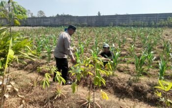 Hadapi Musim Kemarau, Bhabinkamtibmas Polsek Campaka Dampingi Petani Jagung Cari Solusi Agar Panen Tetap Optimal