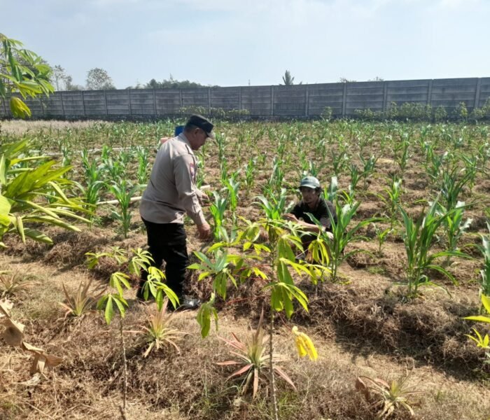 Hadapi Musim Kemarau, Bhabinkamtibmas Polsek Campaka Dampingi Petani Jagung Cari Solusi Agar Panen Tetap Optimal